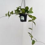 観葉植物/ホヤ:カリストフィラ 4号吊り鉢**