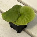 観葉植物/ビカクシダ：リドレイwi...