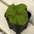 観葉植物/ビカクシダ：リドレイドワ...