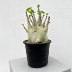 観葉植物/アデニウム :ファットタイプ 5号25-03