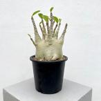観葉植物/アデニウム :ファットタイプ 5号25-04
