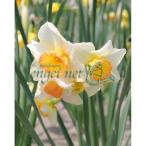 球根水仙ジャズ2球入り