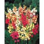 球根/イキシア：混合4球入り