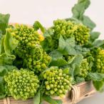  овощи. рассада /nabana. рассада 10 полосный cut упаковка ввод (10 АО минут )