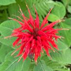  трава. рассада бергамот красный 3 номер pot 