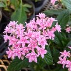 草花の苗 ペンタス（八重咲き） ブリリアント ピンク3