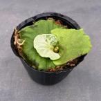 観葉植物/ビカクシダ：リドレイドワ...