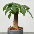 観葉植物/パキラ：グラブラ3.5号...