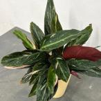 観葉植物/サマーセール カラテア:ストロマンテマジックスター 4号鉢植え