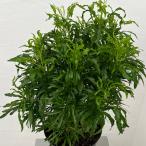 観葉植物ポリシャスsp.小葉5号鉢植え