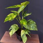 観葉植物/エピプレムヌム:アマゾンゴールド 3.5号ポット