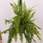 観葉植物/ネフロレピス:スーパーボストン 5号吊り鉢