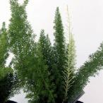 草花の苗/アスパラガス：メイリー3...