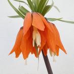 球根/フリチラリア：オーロラ1球入...