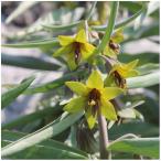 球根/フリチラリア：セウェルツォウ...