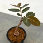 観葉植物/フィランサス:ミラビリス(Sサイズ) 2.5号鉢植え