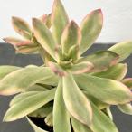 観葉植物/エケベリア:ミニベル錦(斑入り)2号プラ鉢植え
