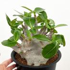 観葉植物/アデニウム :スーパードワーフ 6号鉢植え25-04 ザ・ファームセレクト