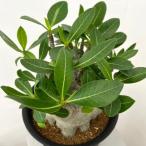 ショッピングスーパーセール 観葉植物 アデニウム スーパードワーフ ６号鉢植え25-07