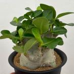 観葉植物/アデニウム :スーパードワーフ 6号鉢植え25-08