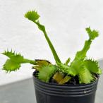 観葉植物ハエトリソウダンプリング2...