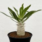 観葉植物/パキポディウム:ホロンベンセ 3号鉢植え**