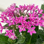 草花の苗 ペンタス（八重咲き） トゥインクルスター 