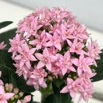 草花の苗 ペンタス（八重咲き） トゥインクルスター 