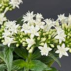 草花の苗 ペンタス（八重咲き） トゥインクルスター 