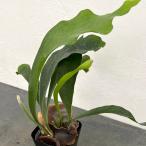 観葉植物/ビカクシダ：ネザランズ3...