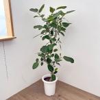 観葉植物/サマーセール フィカス:ベンガレンシス 8号25-03