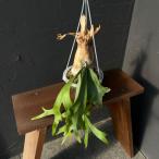 観葉植物/ビカクシダ：willin...