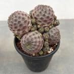 観葉植物/サマーセール サボテン:スルコレブチア ラウシー 3.5号鉢植え*