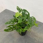 観葉植物/モンステラ:オブリクア エクスピラータ 3.5号