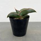 観葉植物サンセベリアエレンベルギー...