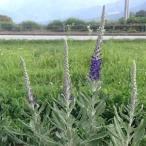 草花の苗トウテイランプルシアンブル...