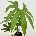 観葉植物 アンスリウム ペダトラディアツム 5号鉢植え