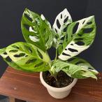 観葉植物/マドカズラ:斑入り 4号25-13 ザ・ファームセレクト