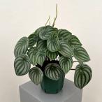 観葉植物/ぺぺロミア :サンデルシー 5号鉢植え