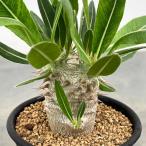 観葉植物/パキポディウム:ホロンベンセ (実生株) 2.5号鉢植え*