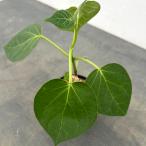 観葉植物/マテレア:シクロフィラ 2.5号鉢植え