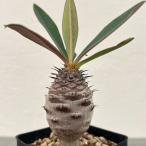観葉植物/ユーフォルビア：パキポデ...