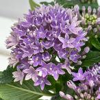 草花の苗 ペンタス ドリームスター ミッドナイトブル