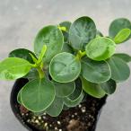 観葉植物/ガジュマル:コパンダガジュマル 3号ポット