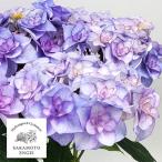 花木 庭木の苗 アジサイ バロニー（ブルー）3.5号ポット