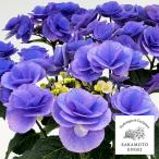 花木 庭木の苗 アジサイ ポムポム（ブルー）3.5号ポット