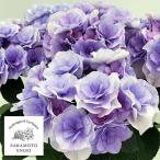 ショッピングアジサイ 花木 庭木の苗 アジサイ クレインブーケ（ブルー）3.5号ポット