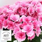 花木 庭木の苗 アジサイ クレインブーケ（ピンク）3.5号ポット