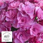 花木 庭木の苗 アジサイ ポージィブーケ　ビビアン（パープル）3.5号ポット