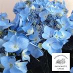 花木 庭木の苗 アジサイ 夏海（ナツミ）（ブルー）3.5号ポット